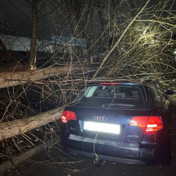 У Рівному дерево впало на автівку - INFBusiness