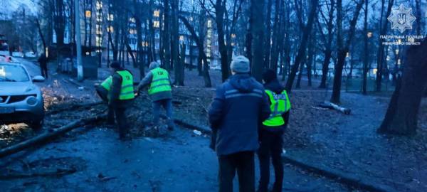 У Рівному дерево пошкодило лінію електропередач - INFBusiness
