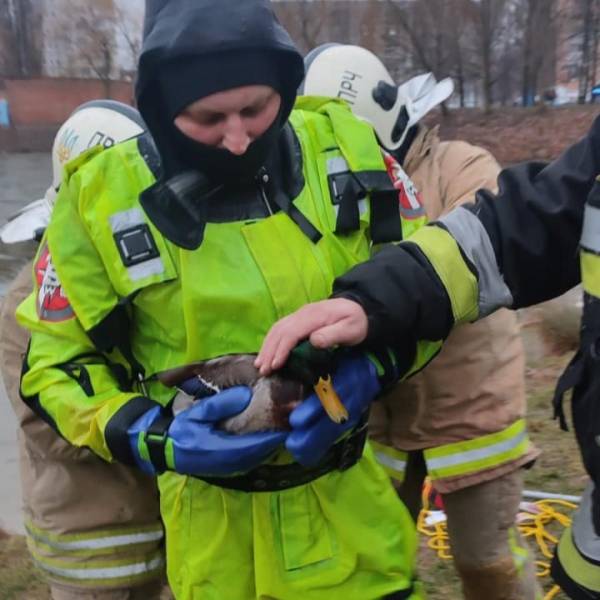 У Рівному з водойми дістали травмованого селезня: деталі порятунку птаха - INFBusiness