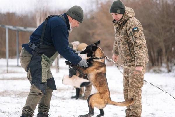 Дарсі, Брон і Луна: Рівненські кінологи тренують нових службових собак - INFBusiness