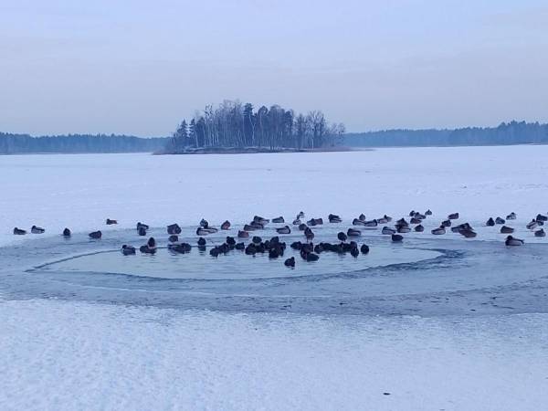 Мігрували ближче до людей: На Рівненщині знайшли прихисток водоплавні птахи - INFBusiness