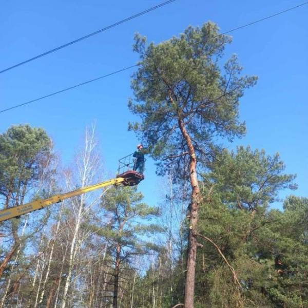 На Рівненщині проводять розчищення повітряних ліній в охоронних зонах - INFBusiness