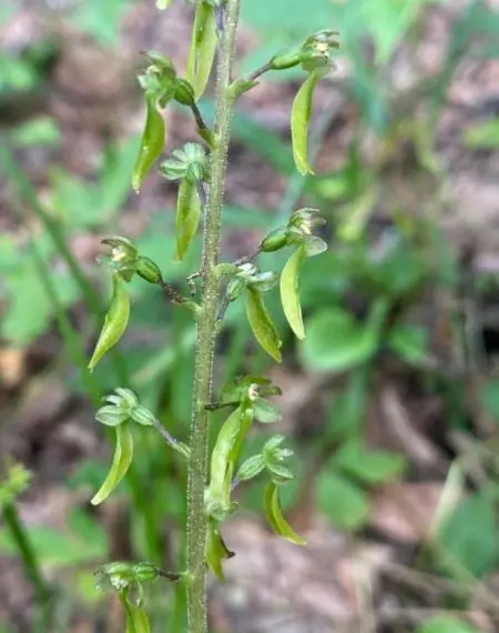 У нацпарку на Рівненщині квітують червонокнижні орхідеї (ФОТО)