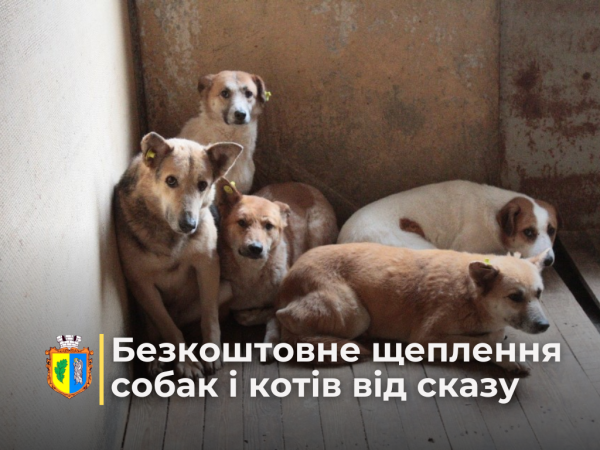 Завтра у Костополі щеплюватимуть котів і собак від сказу - INFBusiness