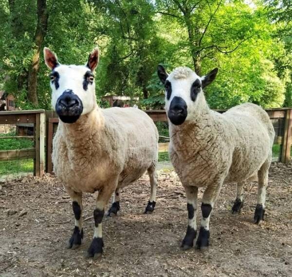 Рівненський зоопарк запрошує на роботу доглядачів тварин