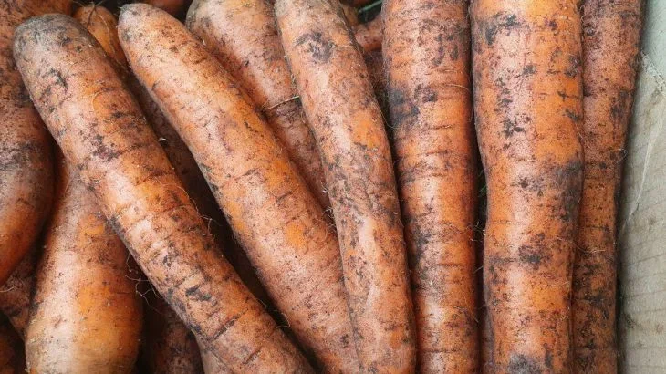 Де міститься найбільше вітаміну А: ці продукти обов'язково повинні бути присутніми в дитячому раціоні Морковь