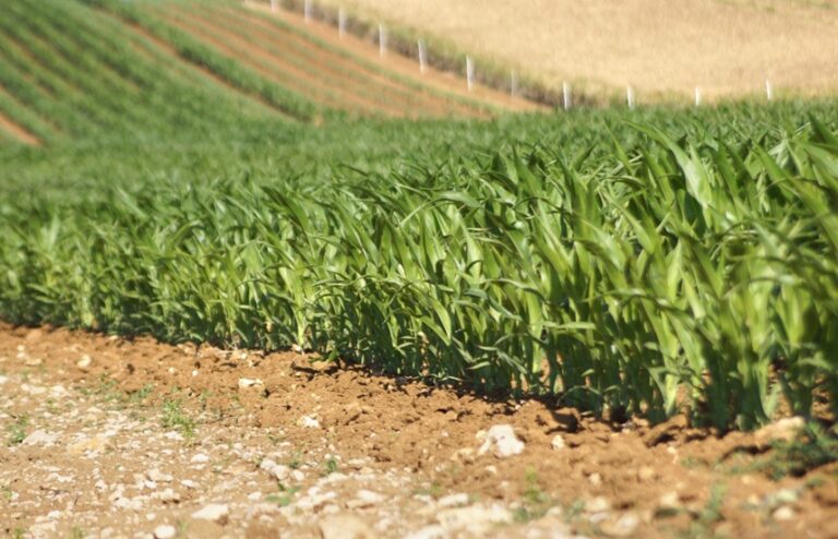 Українське сільське господарство продовжує демонструвати стійкість та інноваційність, особливо у вирощуванні ключових експортних культур, серед яких кукурудза займає одне з провідних місць. У цьому контексті особливої ваги набуває експертна думка фахівців, які поєднують багаторічний практичний досвід із науковою діяльністю. Системний підхід до формування врожайності кукурудзи в Україні: Експертний аналіз Соф’ї Нестеренко - INFBusiness