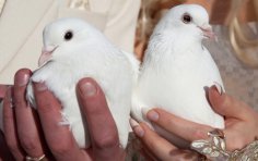 Кохання за контрактом чи контракт щодо кохання?