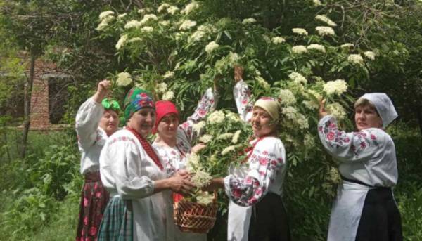 На городі кущ бузини, а на столі — страва з неї.