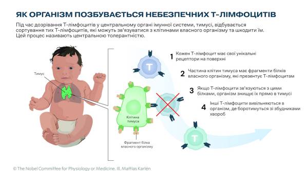 Схема виникнення центральної імунологічної толерантності. The Nobel Prize