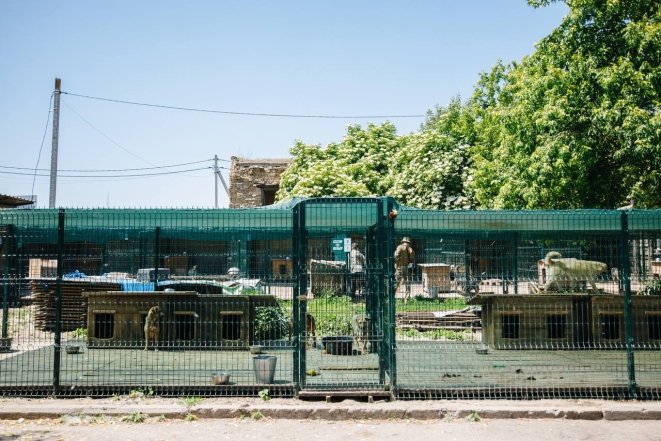 Благодійність рятує життя: як притулки для тварин використовують кошти4